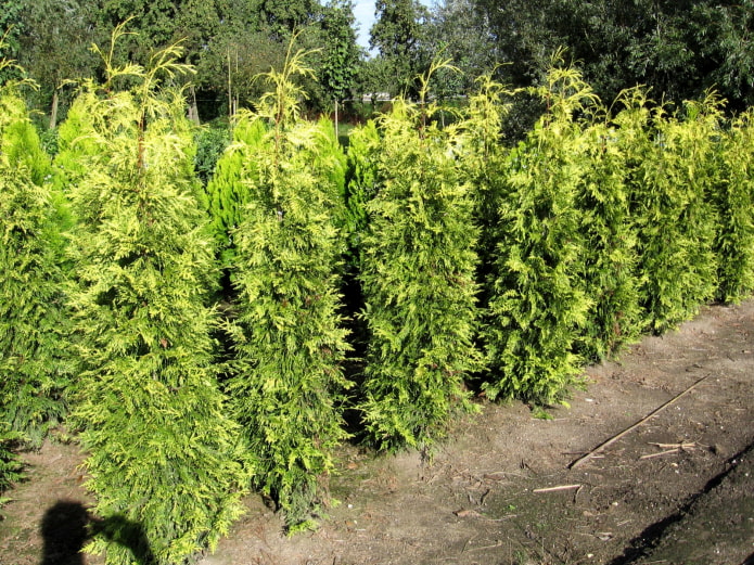 Les gaules de Thuja Zebrin