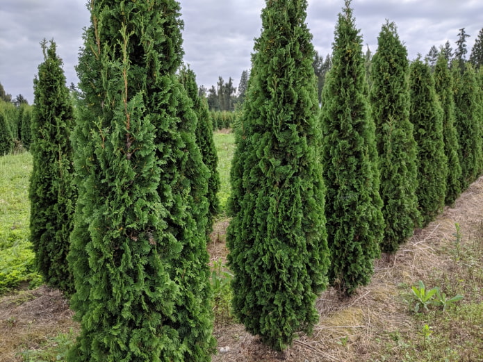 thuja holmstrup แคบ