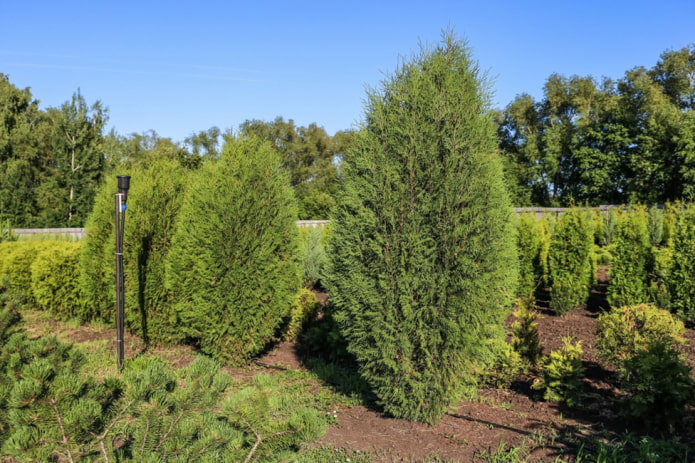 รูปไข่ thuja wagneri