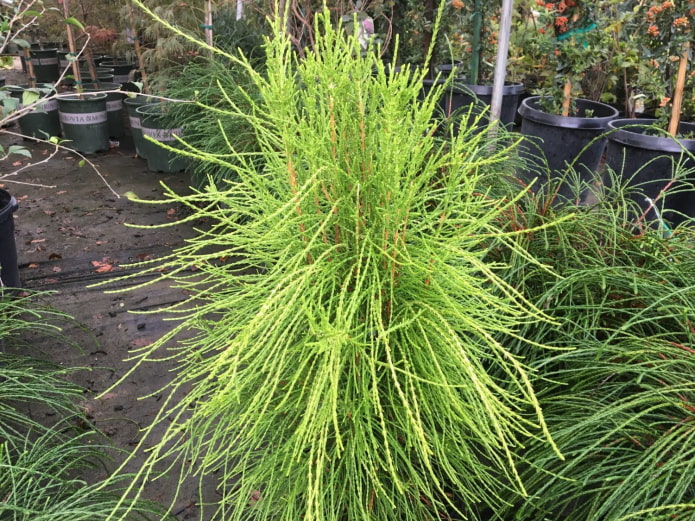 พับ Thuja wagneri