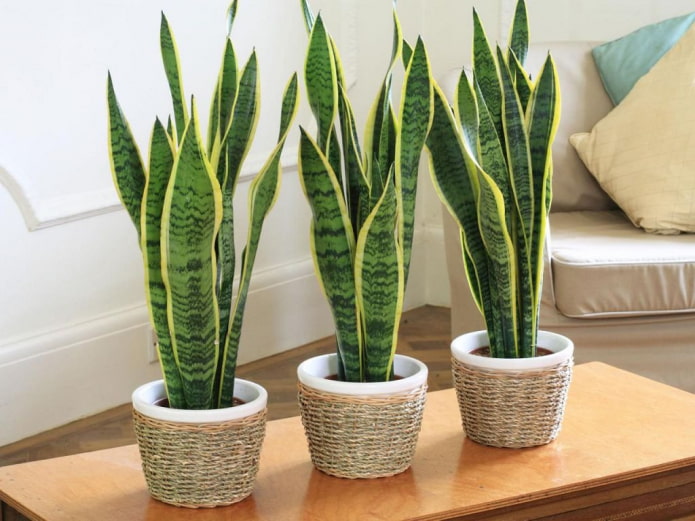 Sansevieria