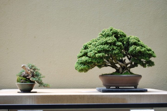 Bonsai