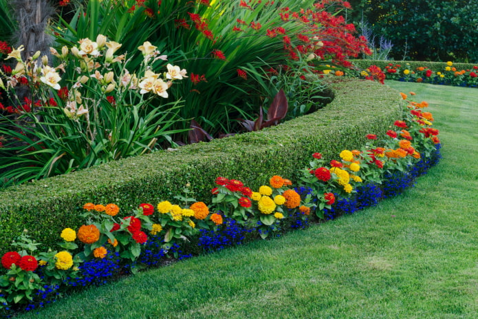 une ligne de fleurs lumineuses le long du bord de la haie