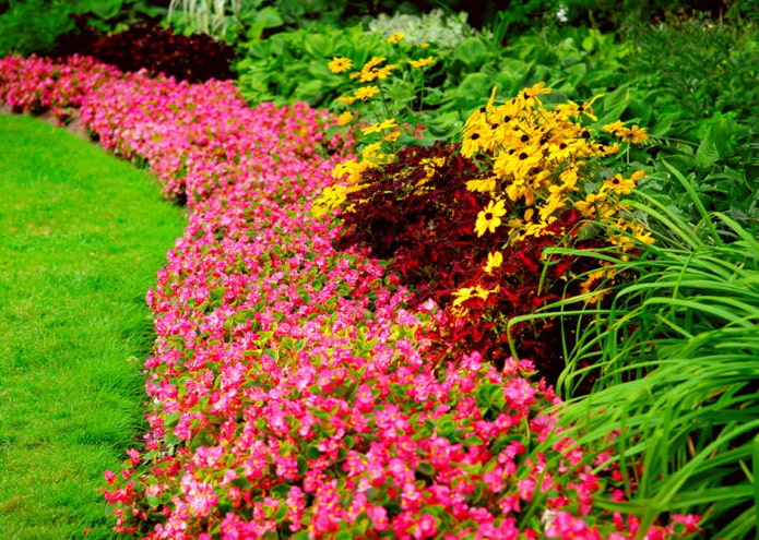 haie de fleurs roses