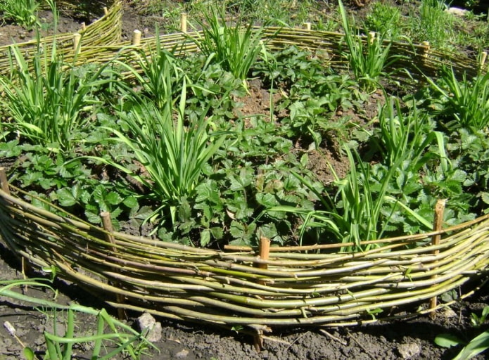 un parterre de fleurs rond avec une bordure faite de brindilles vertes