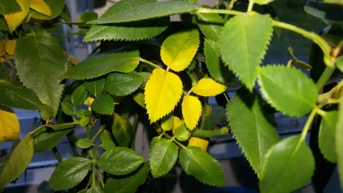 les feuilles d'une rose des chambres jaunissent