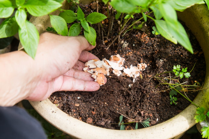 comment nourrir les fleurs d'intérieur