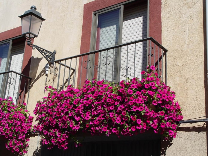 pétunia sur le balcon