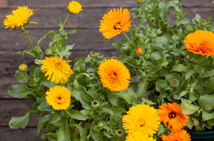 calendula pour un balcon ouvert