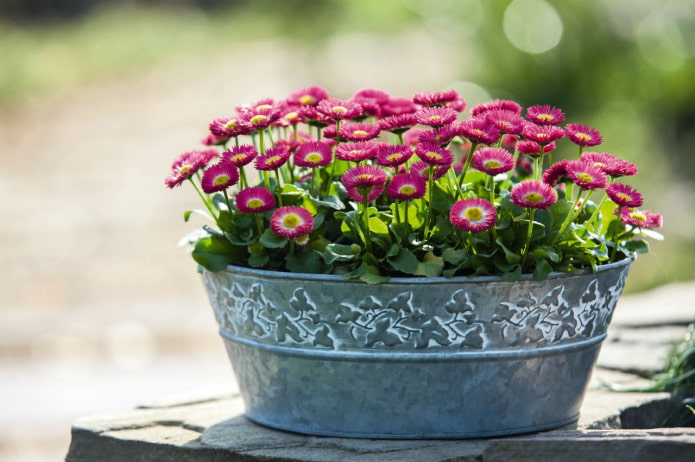 comment faire pousser des marguerites