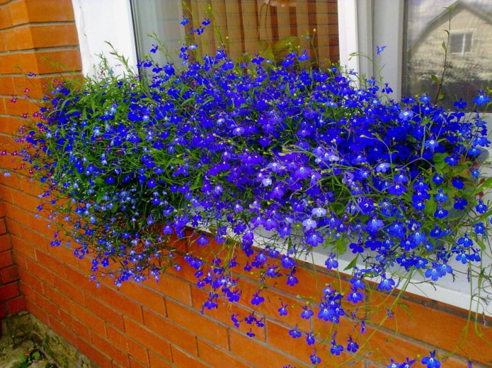 Lobelia sur le rebord de la fenêtre