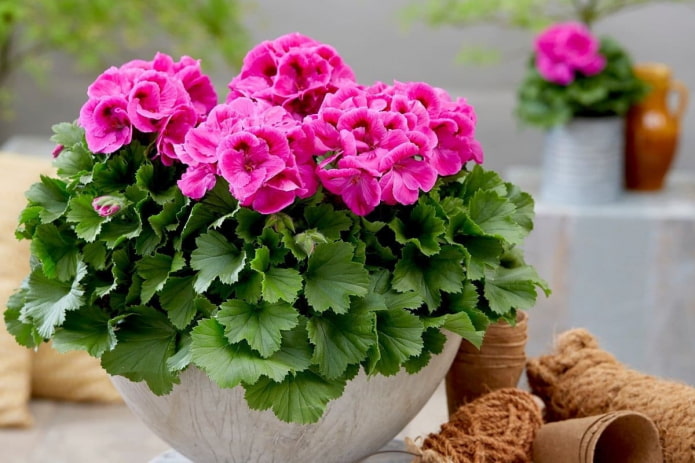 rosas na geranium sa isang bulaklak