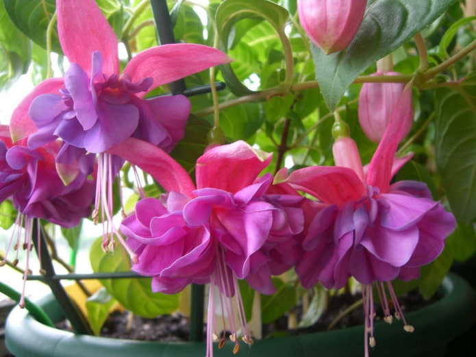 fleurs fuchsia