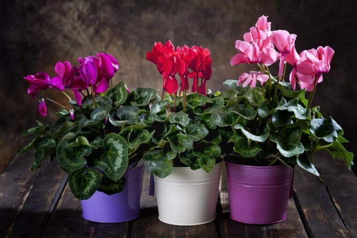 variétés de cyclamens