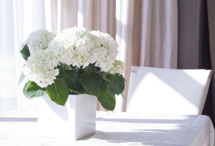 comment fleurit l'hortensia