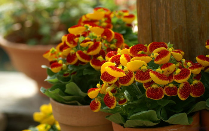 lumalaking calceolaria