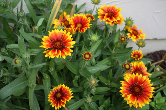 plantes pour le balcon sud