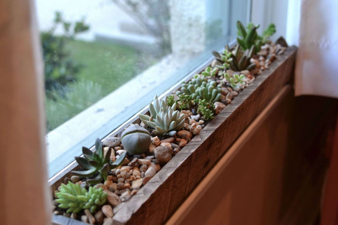 succulentes sur le balcon