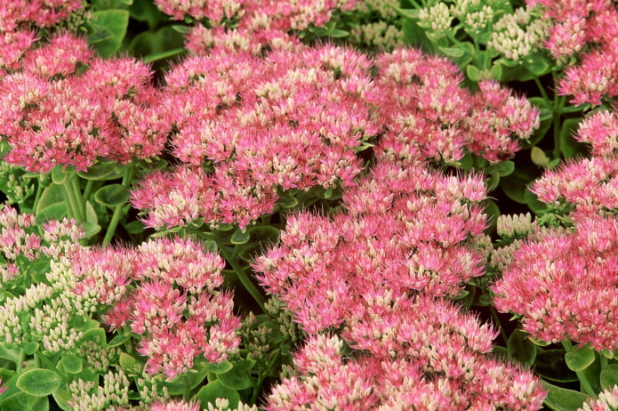 comment fleurit le sedum