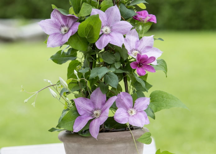 faire pousser des clématites dans un pot