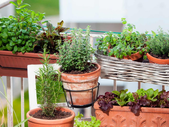 épices d'intérieur en pots