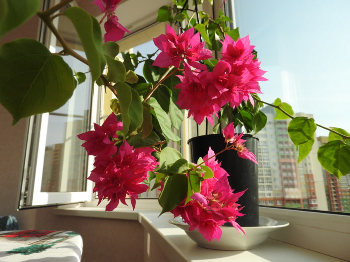 beltéri bougainvillea