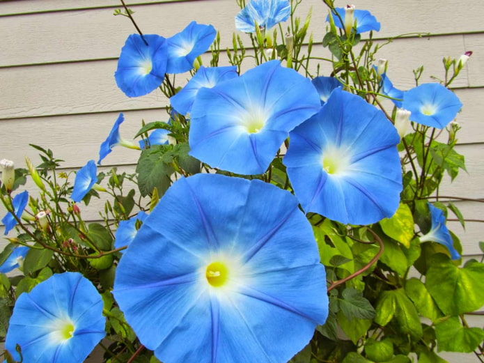 gloire du matin bleu