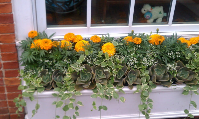 parterre de fleurs sur le balcon