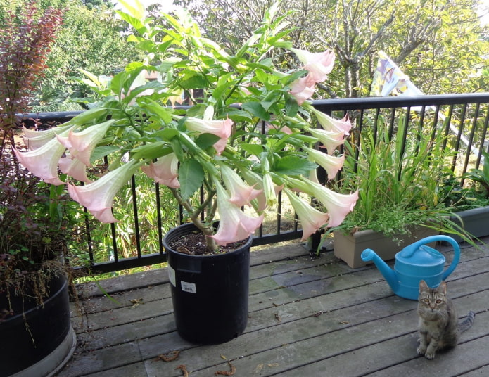 datura en pot