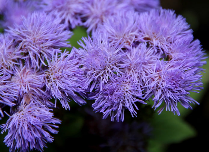 kung paano namumulaklak ang ageratum