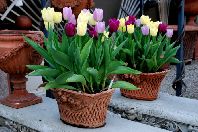 comment faire pousser des tulipes à la maison