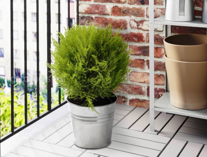 plante de conifère sur le balcon