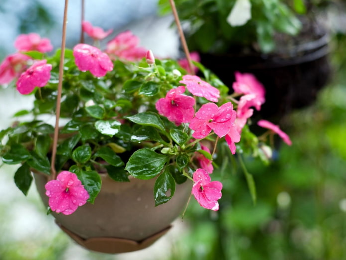 baume dans une jardinière suspendue