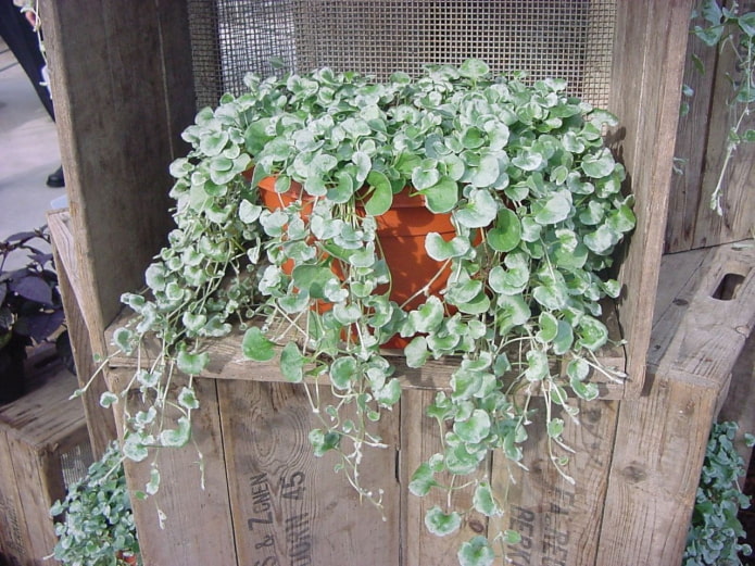 plante ampel sur le balcon