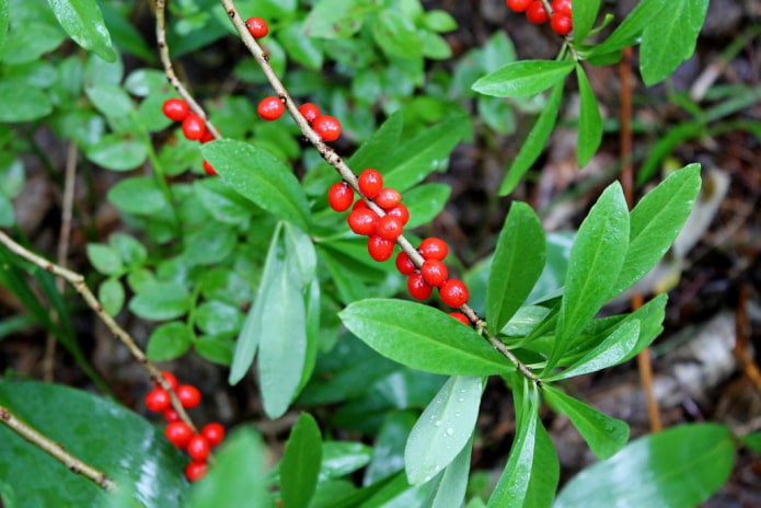 mga lobo berry