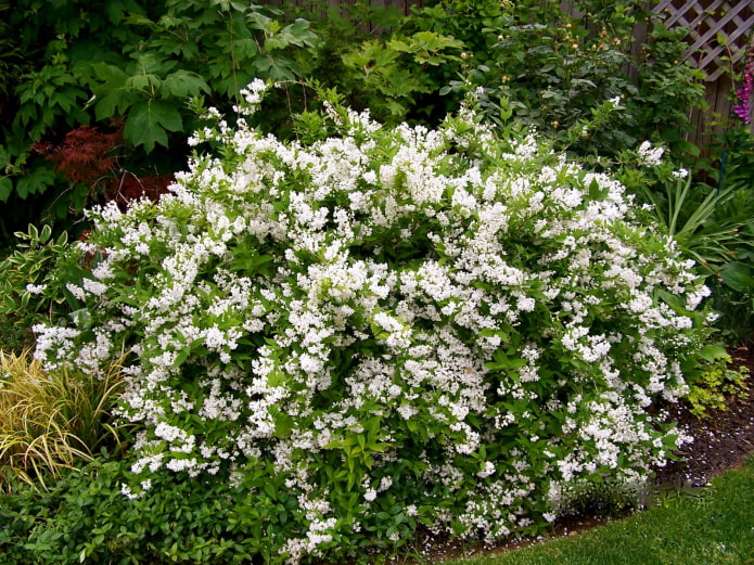 arbuste à fleurs blanches