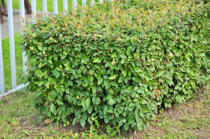 à quoi ressemble un cotonéaster