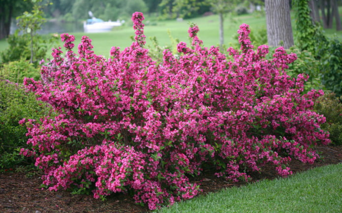 ดอก weigela สีชมพู