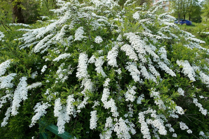 spirée blanche en fleurs