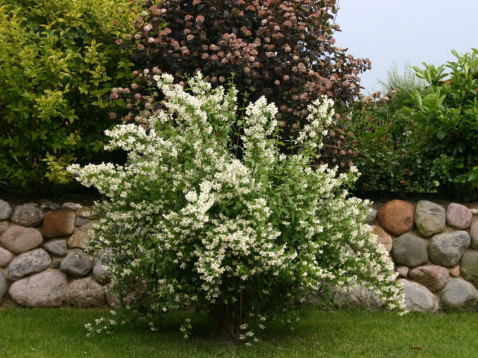 jasmin en fleurs dans la conception