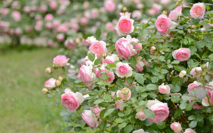 buisson rose dans le jardin