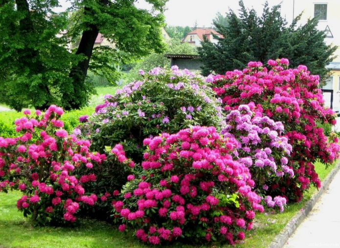 où planter le rhododendron