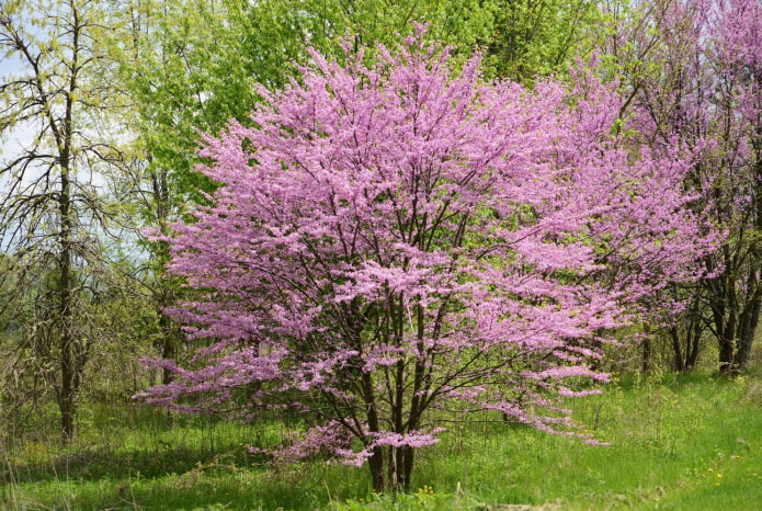 arbuste à fleurs