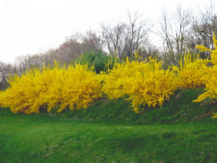 comment le forsythia fleurit