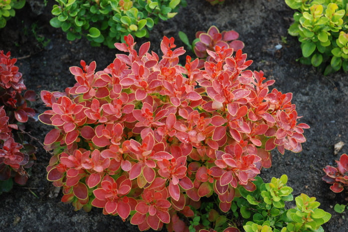 palumpong barberry