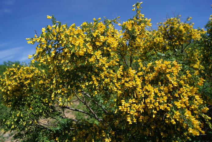 caragana en fleurs