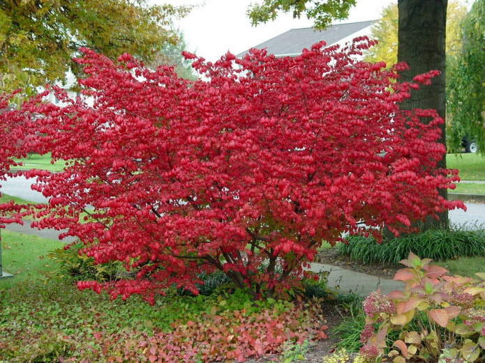 feuilles d'euonymus en automne