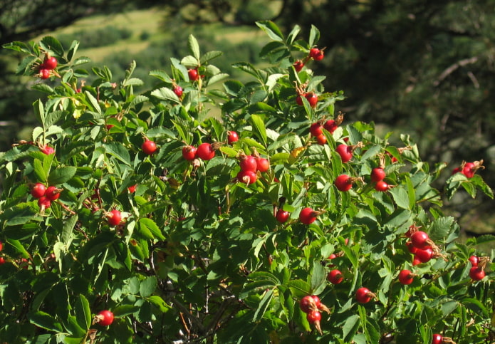 églantier dans le jardin