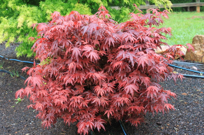 ano ang hitsura ng Japanese maple