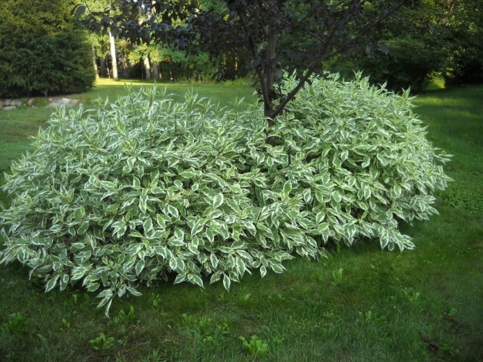 arbuste de jardin aux feuilles panachées